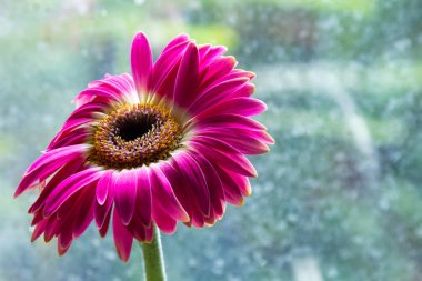 Kırmızı gerber çiçek yakın çekim