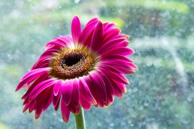 Kırmızı gerber çiçek yakın çekim