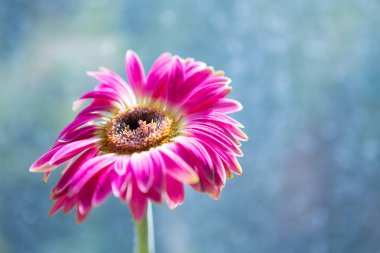 Kırmızı gerber çiçek yakın çekim