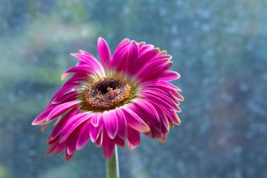 Kırmızı gerber çiçek yakın çekim