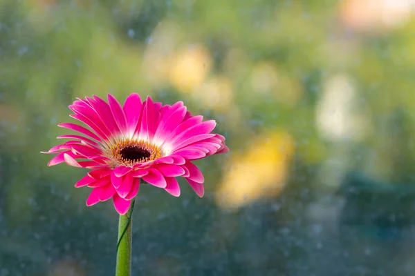 Rote Gerberblüte Aus Nächster Nähe — Stockfoto