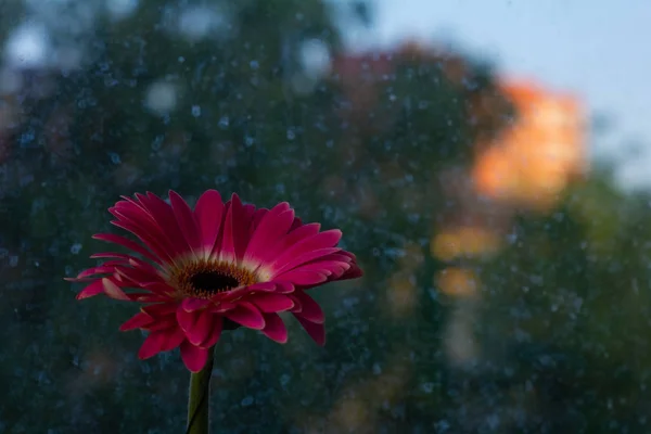 Kırmızı gerber çiçek yakın çekim