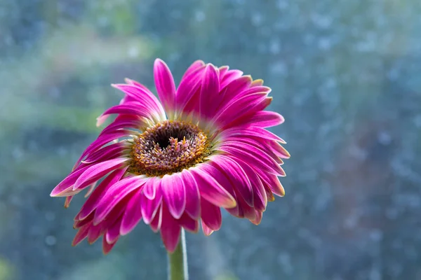 Kırmızı gerber çiçek yakın çekim