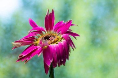 Kırmızı gerber çiçek yakın çekim