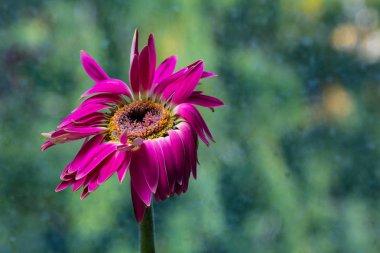 Kırmızı gerber çiçek yakın çekim