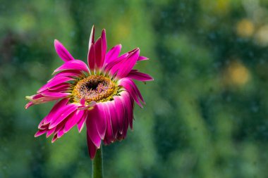 Kırmızı gerber çiçek yakın çekim