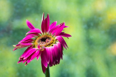 Kırmızı gerber çiçek yakın çekim