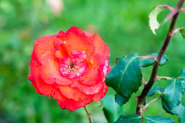  Güzel renkli gül açık