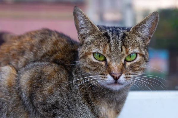 Gatto Seduto Strada — Foto Stock