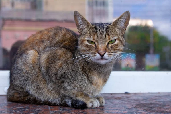 Sitting Cat Street — Stock Photo, Image