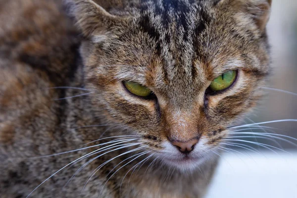 路上で座り猫 — ストック写真