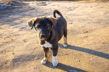 İki kukla oyun ve birlikte açık havada yürümek