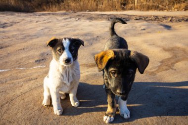 İki kukla oyun ve birlikte açık havada yürümek