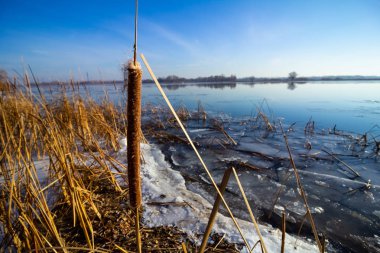 donmuş nehrin yakınındaki sazlık