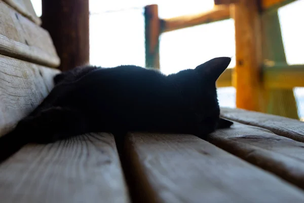 Gatto Nero Dorme Una Panchina Legno Nel Pomeriggio — Foto Stock