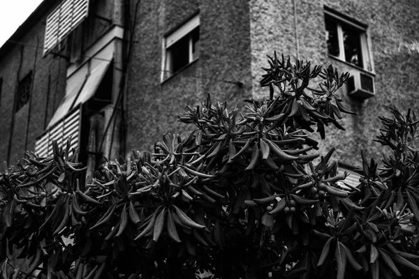 Ambachtelijke Boom Achtergrond Van Het Gebouw — Stockfoto