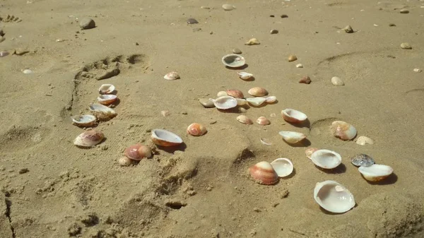 Des Coquillages Bord Mer Jour — Photo