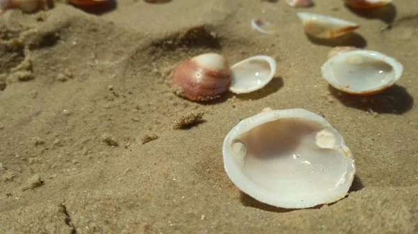 Seashells on the seashore. Day