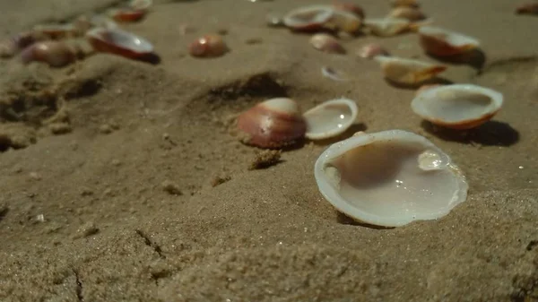 Des Coquillages Bord Mer Jour — Photo