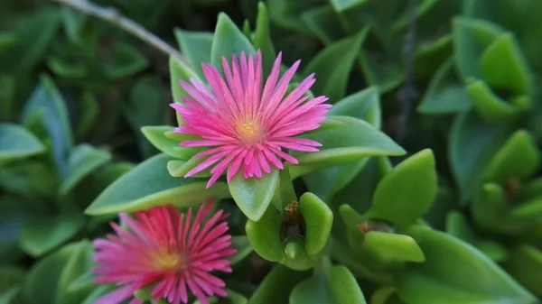 Çiçek bitkisi yakın. Gün