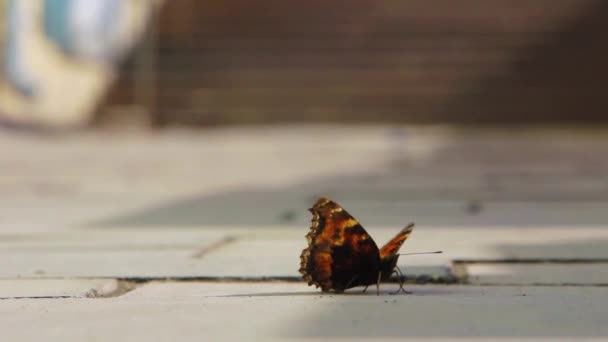 Mariposa Camina Por Suelo — Vídeo de stock