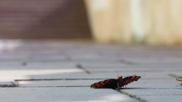 蝶は床の上を歩く — ストック動画