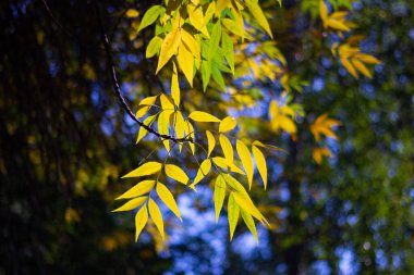 Ağaç Dalında Sonbahar Yaprakları, Yakın Çekim