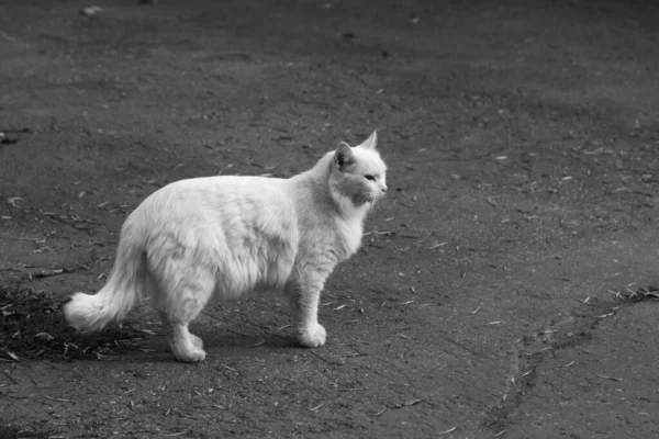 Hvit Katt Står Gata Ser Sted – stockfoto