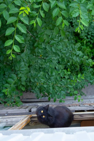 Czarny Kot Siedzi Balkonie Patrzy Kamerę — Zdjęcie stockowe