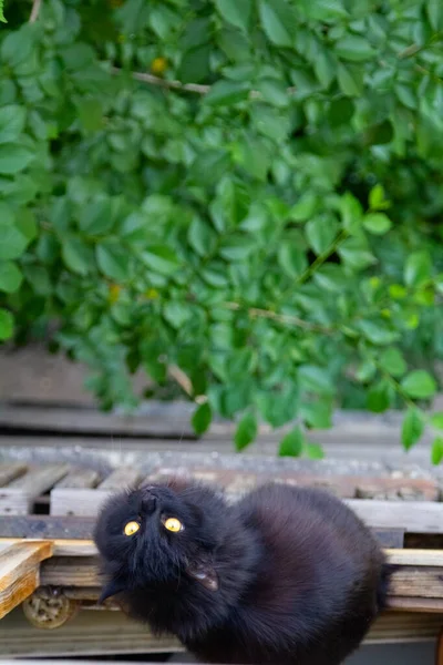 Gato Preto Está Sentado Varanda Olhando Para Câmera — Fotografia de Stock