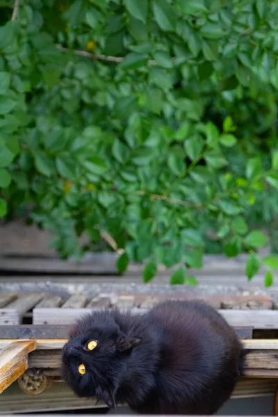 Schwarze Katze Sitzt Auf Dem Balkon Und Blickt Die Kamera — Stockfoto