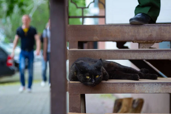 Chat Noir Repose Sur Une Étape Regarde Caméra — Photo