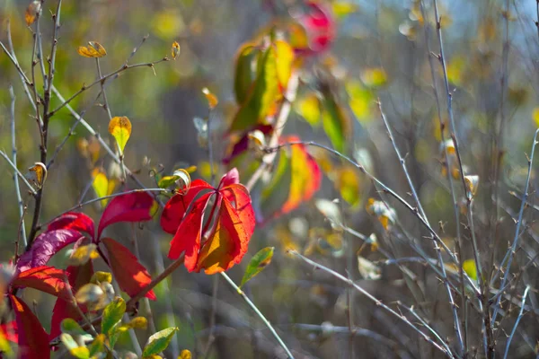 Leaves Autumn Plant Nature — Stock Photo, Image