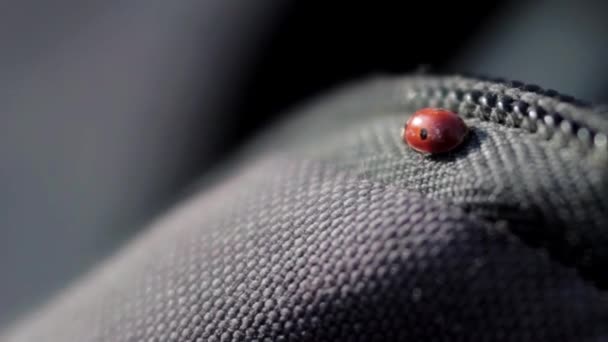 Sırt Çantasına Uğur Böceği Yakın Plan — Stok video