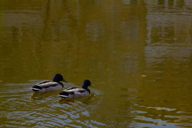 İki ördek gölde yüzüyor.