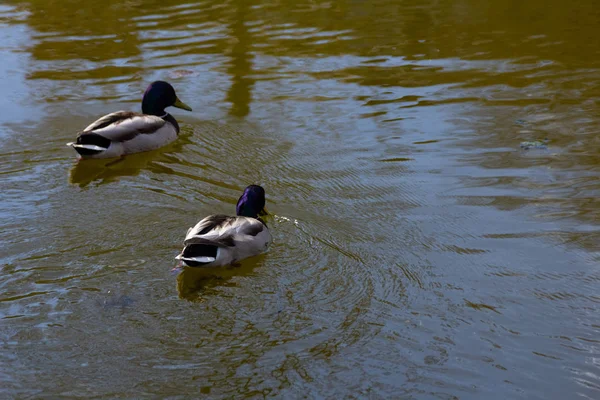 Two Ducks Swim Lake — Stock Photo, Image