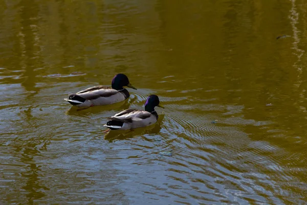 两只鸭子在湖中游泳 — 图库照片