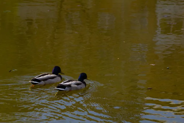 Dois Patos Nadam Lago — Fotografia de Stock