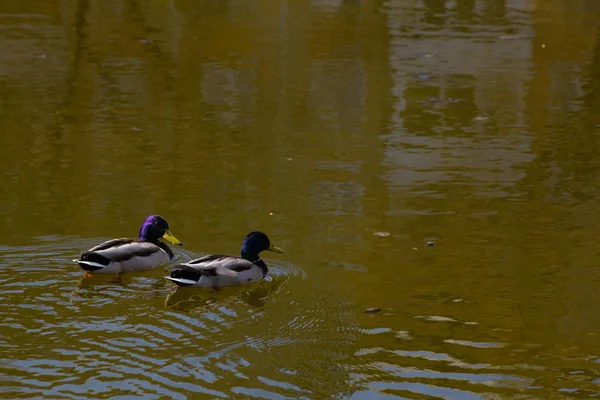 Dois Patos Nadam Lago — Fotografia de Stock