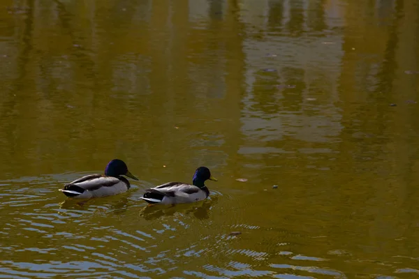 Due Anatre Nuotano Nel Lago — Foto Stock