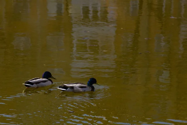 Dwie Kaczki Pływają Jeziorze — Zdjęcie stockowe