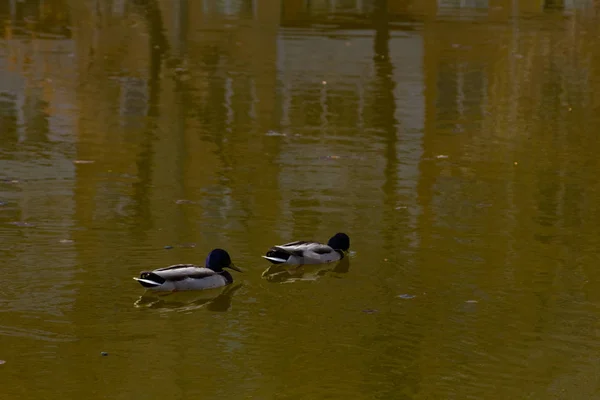 2頭のアヒルが湖で泳ぎ — ストック写真