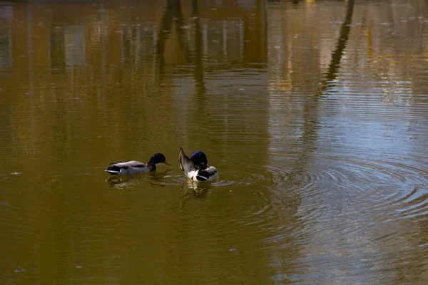 Deux Canards Nagent Dans Lac — Photo