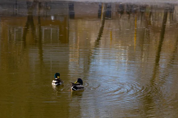 Dwie Kaczki Pływają Jeziorze — Zdjęcie stockowe
