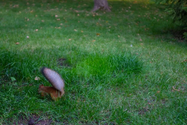 Esquilo Campo Está Comendo Algo — Fotografia de Stock