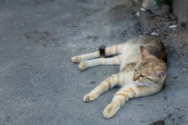 Kedi asfaltta yatar, evin yanında.