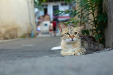 Kedi asfaltta yatar, evin yanında.