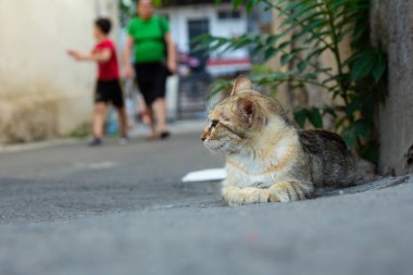 Kedi asfaltta yatar, evin yanında.