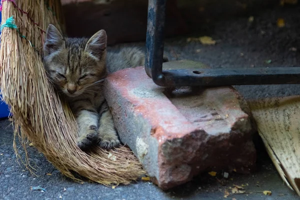 Das Kätzchen Liegt Auf Einem Besen — Stockfoto