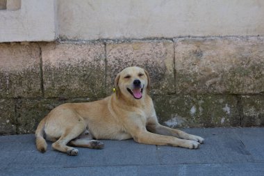 Köpek asfaltta yatar, evin yanında.